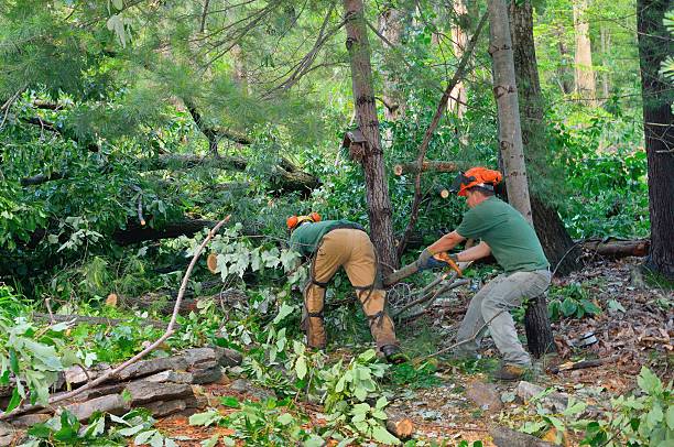 Best Tree Disease Treatment  in Tickfaw, LA